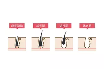 毛のサイクルと周期って？