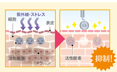 皮膚の新陳代謝を促し、メラニンを排出する!!